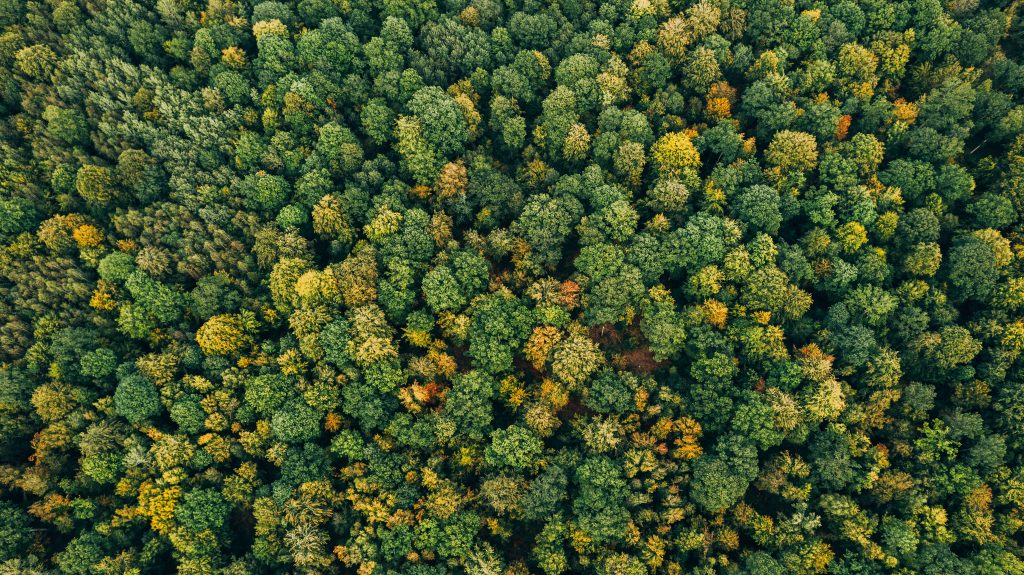 Vue drone zénithale d'une forêt en automne