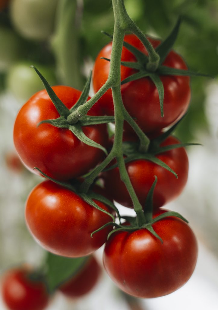 Photo produit de tomates Savéol en gros plan