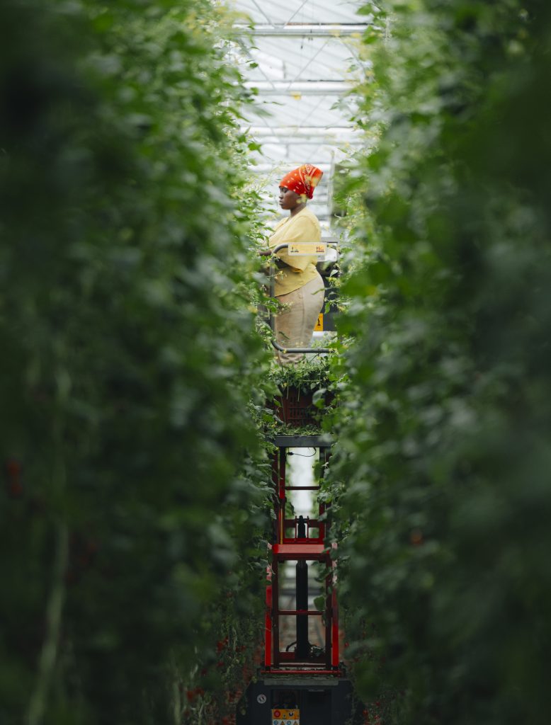 Maraîchère récoltant des tomates dans une serre Savéol